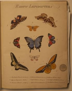 Colour plate of butterfly illustrations.