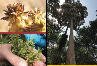 Three images of nature and plants. 